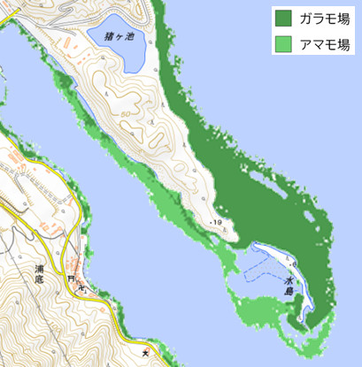 図1. 福井県水島付近の藻場の推定結果